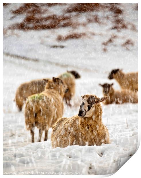 Winter Flock. Print by Chris North