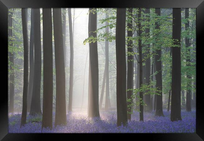 Sunray Shining in Forest with Bluebells Framed Print by Arterra 