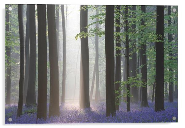 Sunray Shining in Forest with Bluebells Acrylic by Arterra 