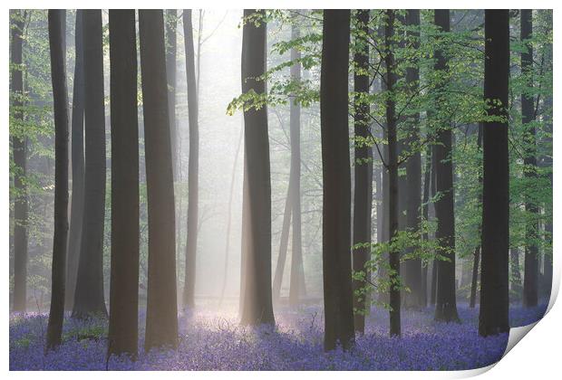 Sunray Shining in Forest with Bluebells Print by Arterra 