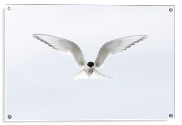 Hovering Arctic Tern Acrylic by Arterra 