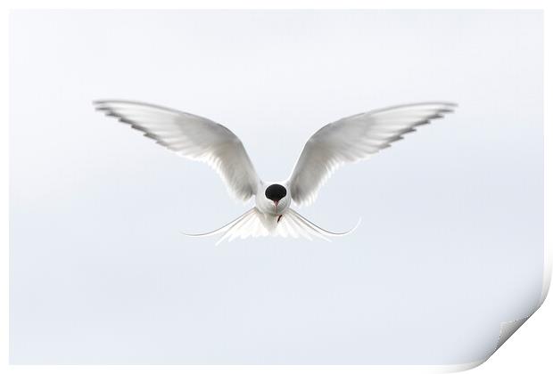 Hovering Arctic Tern Print by Arterra 