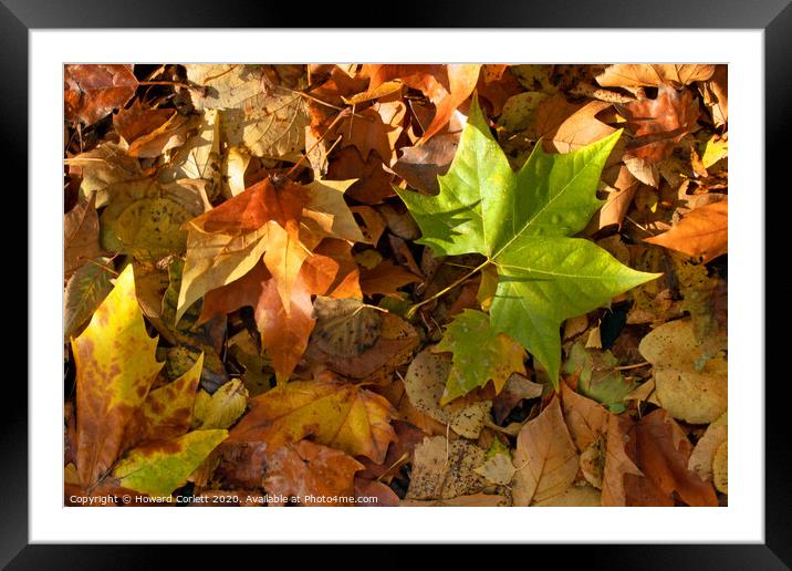 Autumnal debris Framed Mounted Print by Howard Corlett