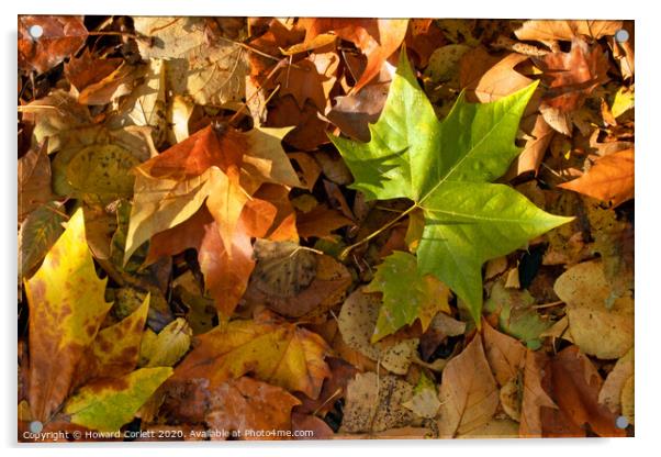 Autumnal debris Acrylic by Howard Corlett