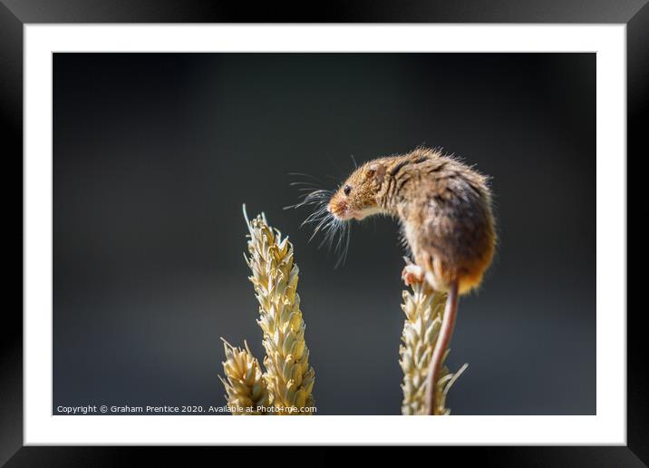 Eurasian harvest mouse (Micromys minutus)  Framed Mounted Print by Graham Prentice
