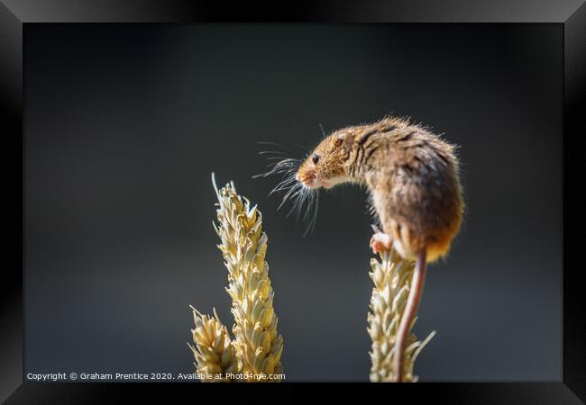Eurasian harvest mouse (Micromys minutus)  Framed Print by Graham Prentice