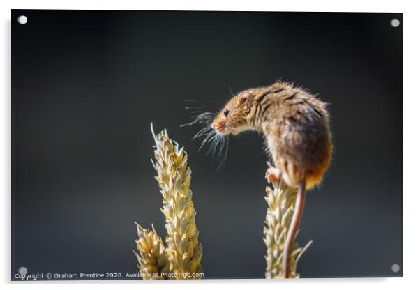 Eurasian harvest mouse (Micromys minutus)  Acrylic by Graham Prentice