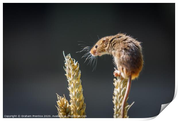 Eurasian harvest mouse (Micromys minutus)  Print by Graham Prentice