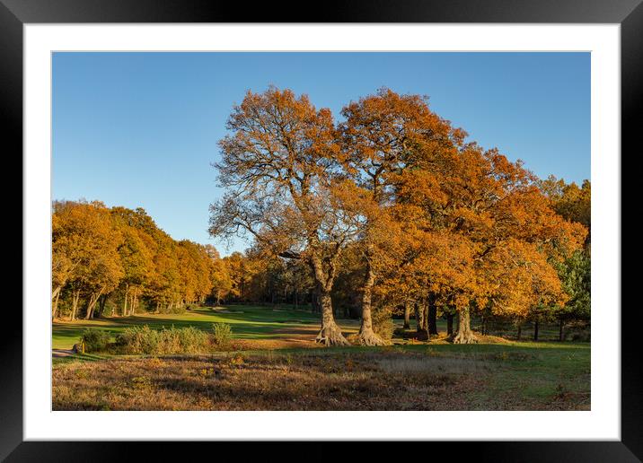 Autumn trees in Bracknell Forest Framed Mounted Print by Andy Dow