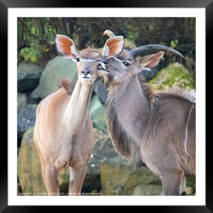 Kudu couple Framed Mounted Print by Howard Corlett