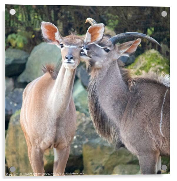 Kudu couple Acrylic by Howard Corlett