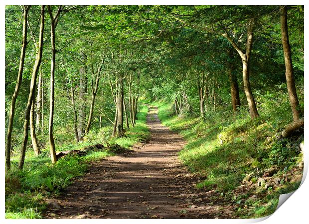 Eaves Wood Forest Path Print by Jason Connolly