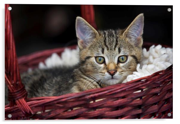 Cat in Basket Acrylic by Arterra 