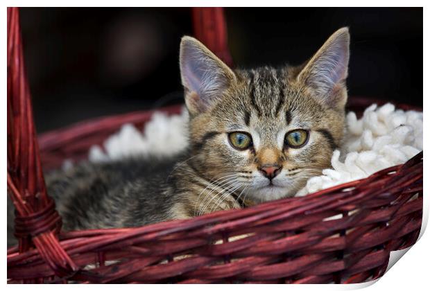 Cat in Basket Print by Arterra 