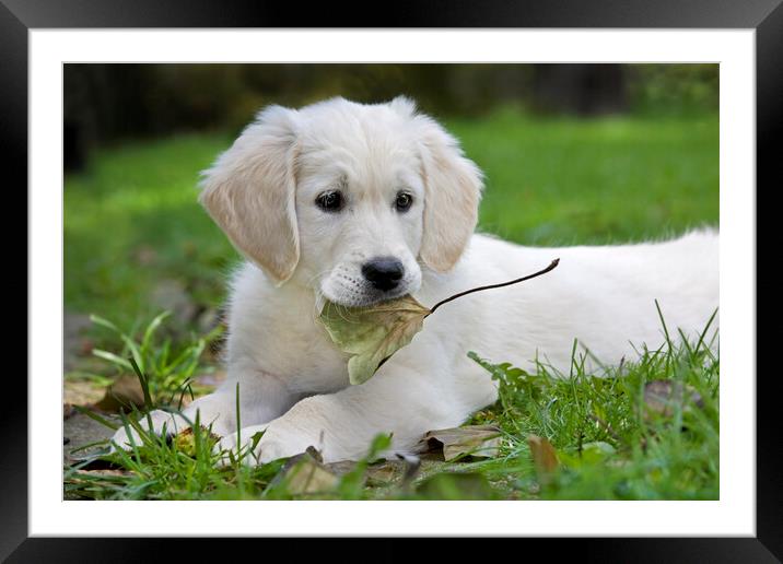 White Golden Retriever Pup with Leaf Framed Mounted Print by Arterra 