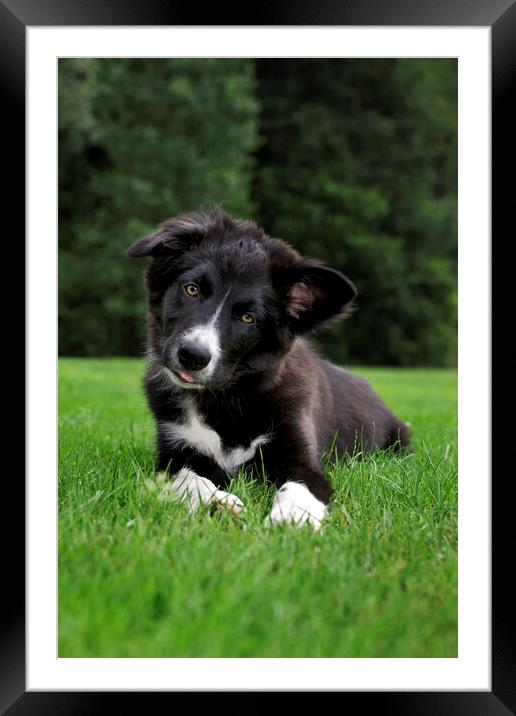 Black and White Border Collie Framed Mounted Print by Arterra 