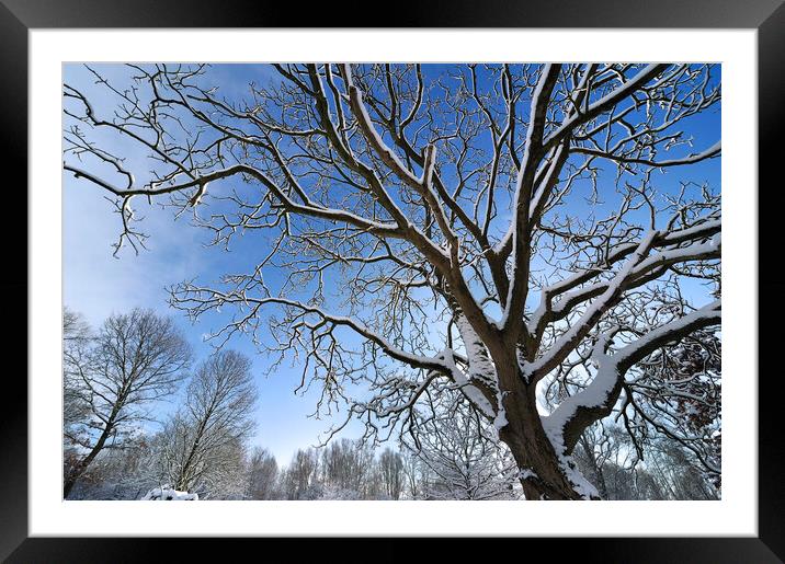 Tree in Winter Framed Mounted Print by Arterra 