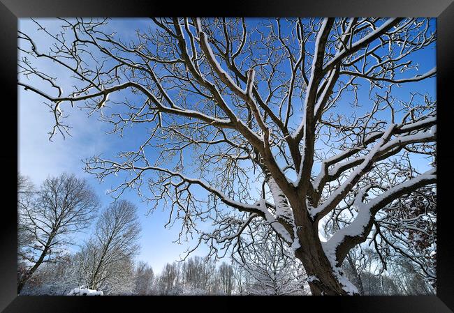 Tree in Winter Framed Print by Arterra 