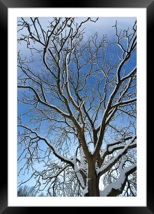 Bare Branches in Winter Framed Mounted Print by Arterra 