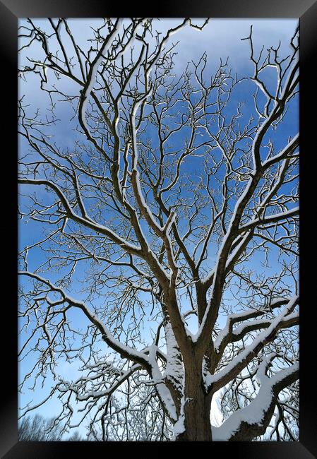 Bare Branches in Winter Framed Print by Arterra 