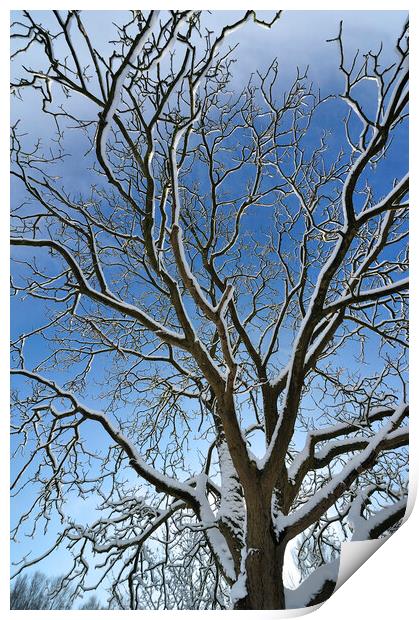 Bare Branches in Winter Print by Arterra 