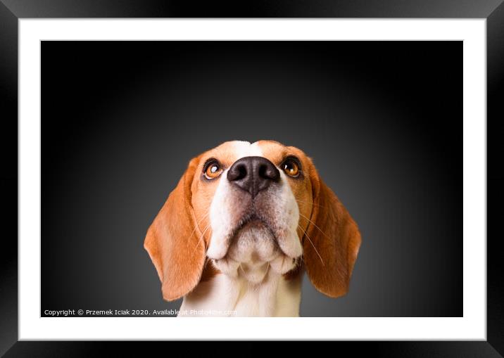 Beautiful beagle dog isolated on black background. Studio shoot. looking up, headshoot portrait Framed Mounted Print by Przemek Iciak
