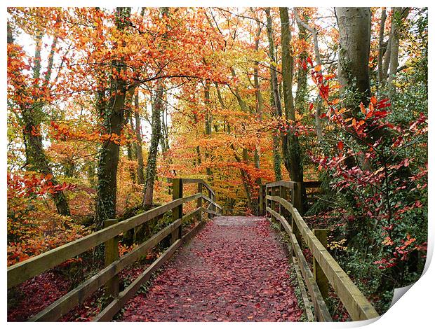 Autumn Path Print by Christine Jeffrey