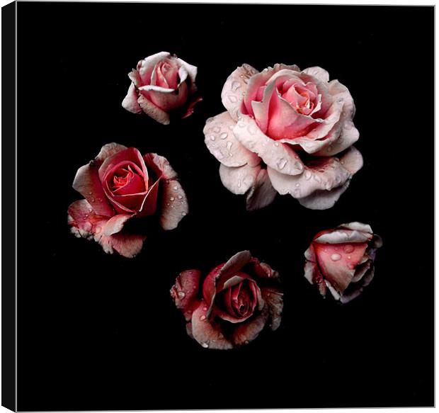 ring of roses Canvas Print by Heather Newton