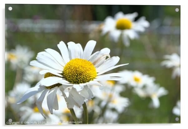 wild daisy Acrylic by Ollie Hully