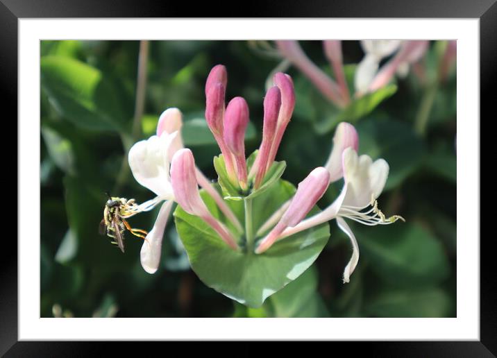 Bee on a flower on a background of green leaves Framed Mounted Print by Karina Osipova