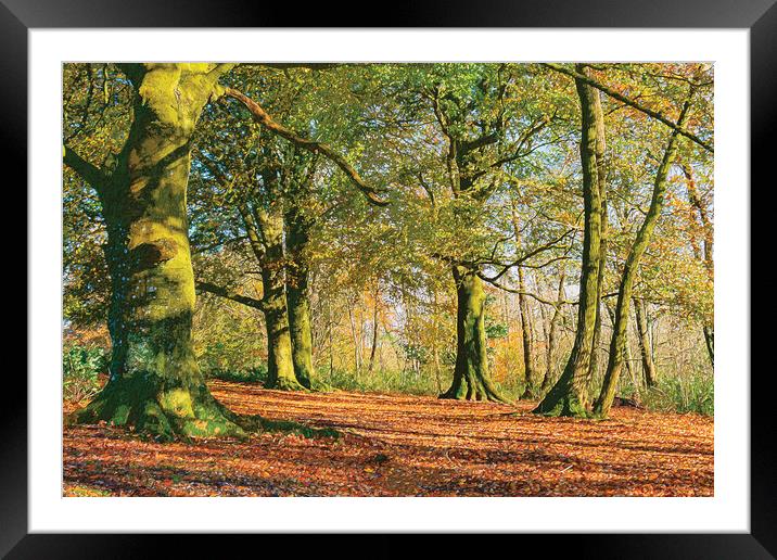 Autumn Light Framed Mounted Print by Malcolm McHugh