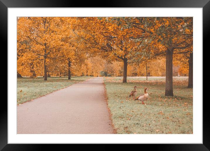 Autumn in the Hyde Park Framed Mounted Print by Danilo Cattani