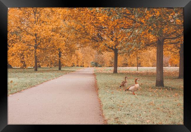 Autumn in the Hyde Park Framed Print by Danilo Cattani