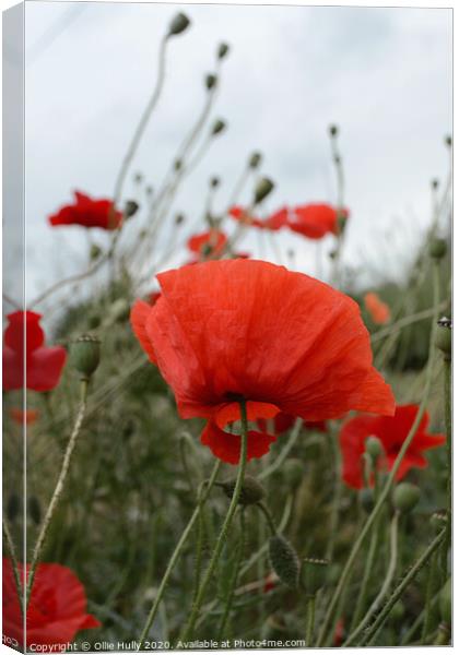 wild poppy growing in a Wiltshire field Canvas Print by Ollie Hully