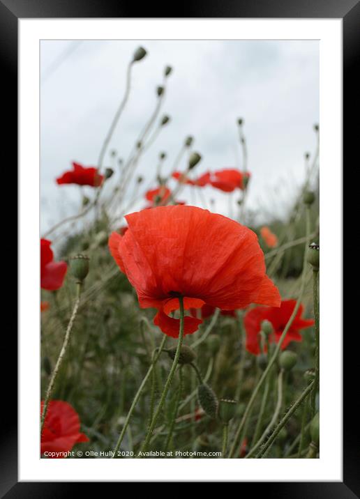 wild poppy growing in a Wiltshire field Framed Mounted Print by Ollie Hully