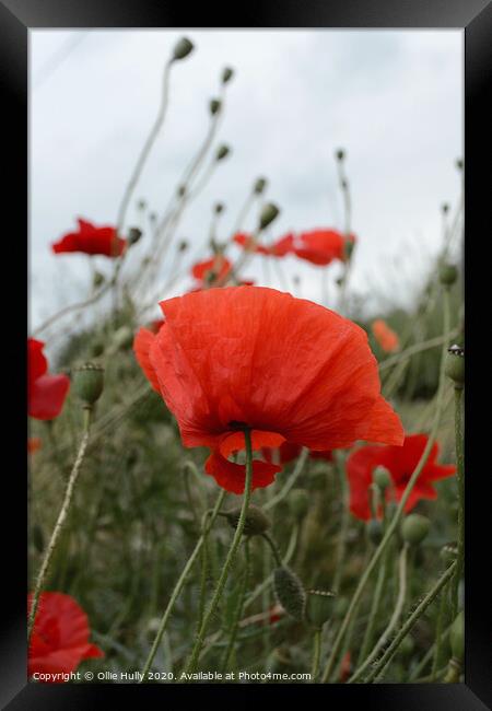 wild poppy growing in a Wiltshire field Framed Print by Ollie Hully