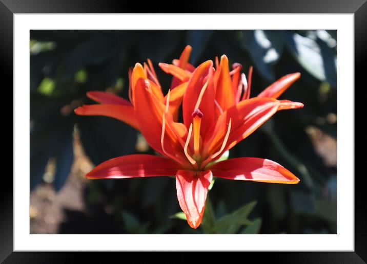Red Lily Framed Mounted Print by Karina Osipova