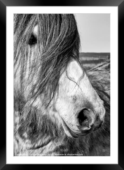 Portrait of a Wild Horse Framed Mounted Print by Gordon Maclaren