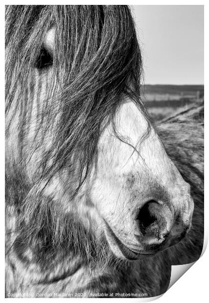 Portrait of a Wild Horse Print by Gordon Maclaren
