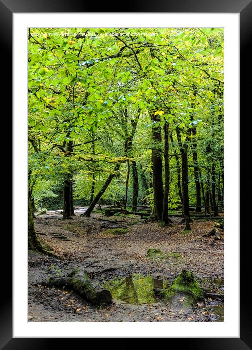 Golitha falls autumn trees Framed Mounted Print by Avril Harris