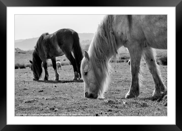 Wild Horses Framed Mounted Print by Gordon Maclaren