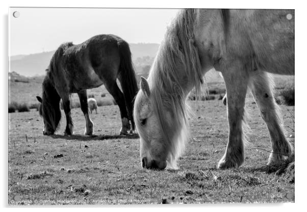 Wild Horses Acrylic by Gordon Maclaren