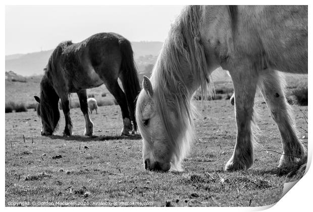 Wild Horses Print by Gordon Maclaren