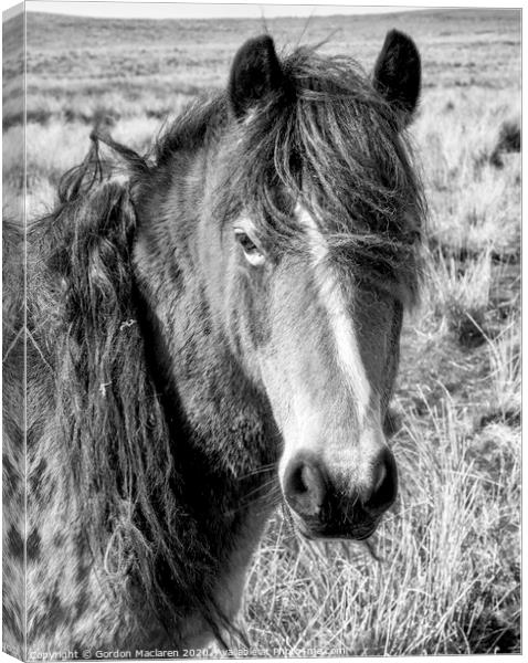 Black & White Equine Portrait Canvas Print by Gordon Maclaren