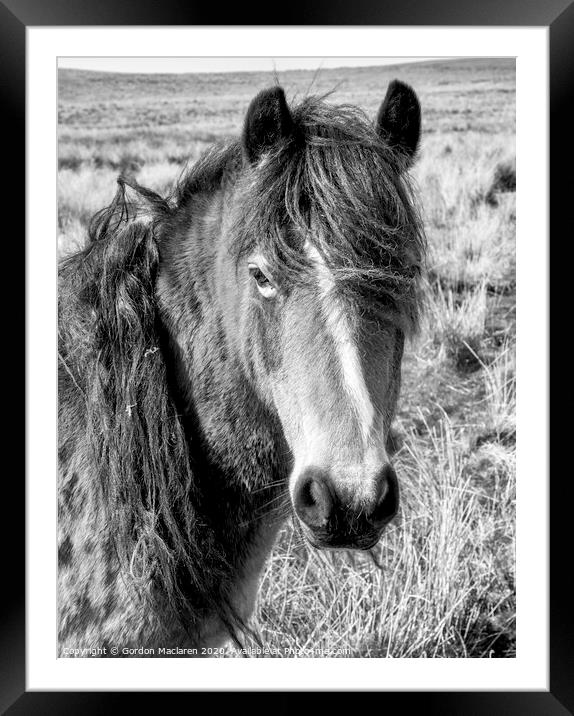 Black & White Equine Portrait Framed Mounted Print by Gordon Maclaren