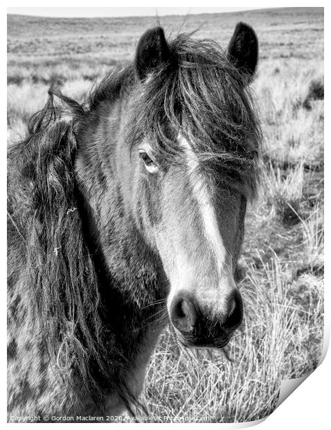 Black & White Equine Portrait Print by Gordon Maclaren