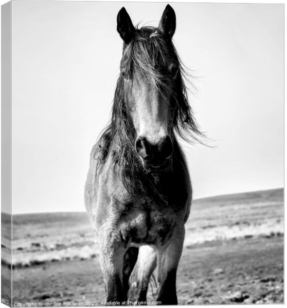 A close up of a brown horse standing on top of a sandy beach Canvas Print by Gordon Maclaren