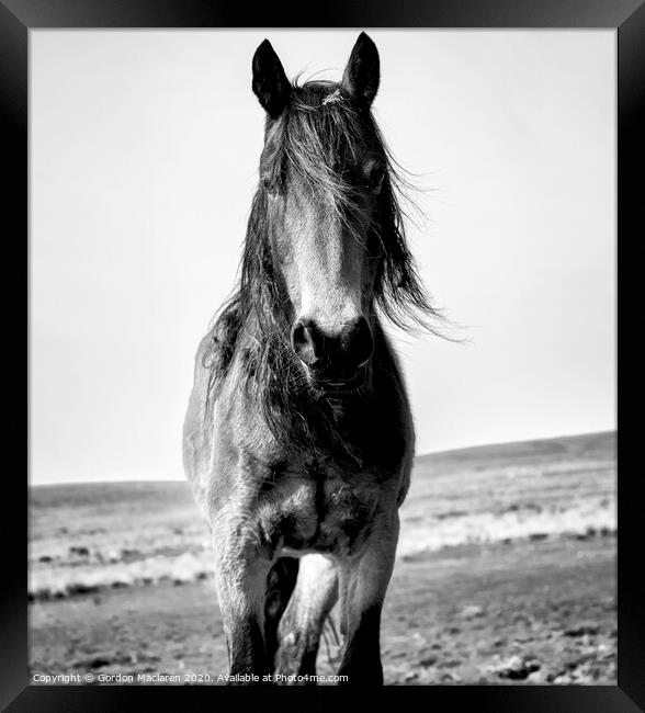 A close up of a brown horse standing on top of a sandy beach Framed Print by Gordon Maclaren