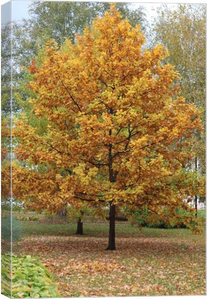 A tree with yellow leaves in autumn in the Park Canvas Print by Karina Osipova