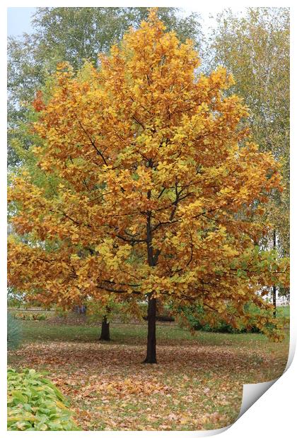 A tree with yellow leaves in autumn in the Park Print by Karina Osipova